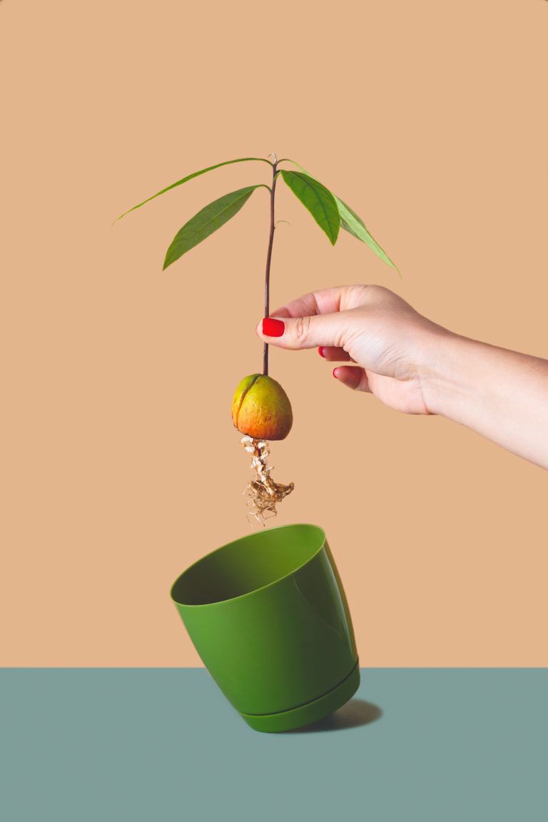 une main qui tient un avocat au dessus de son pot avec des racines