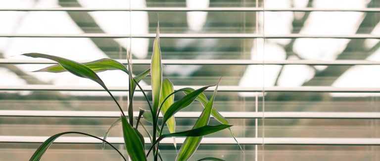 Se protéger des regards : Guide & Astuces pour votre intimité